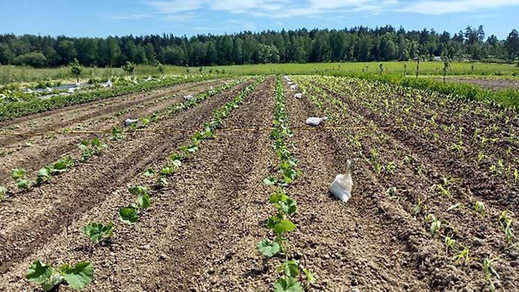 Fältvandring med fokus på mångfald