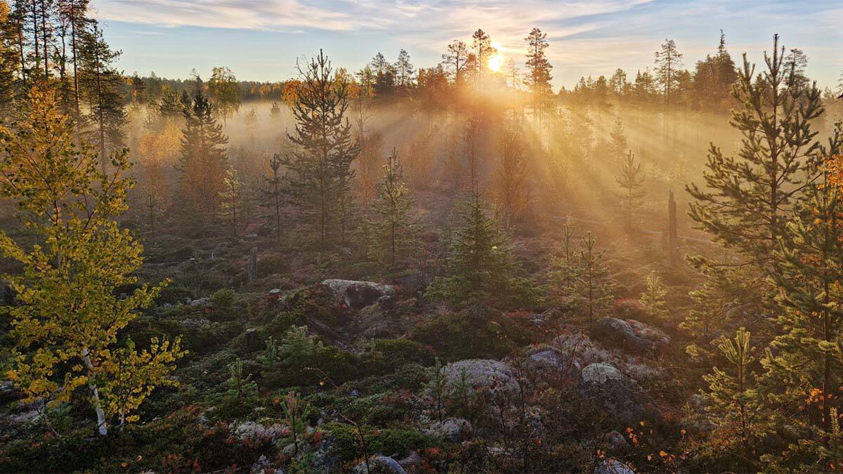 Bild: Lars Eliasson, Skogforsk